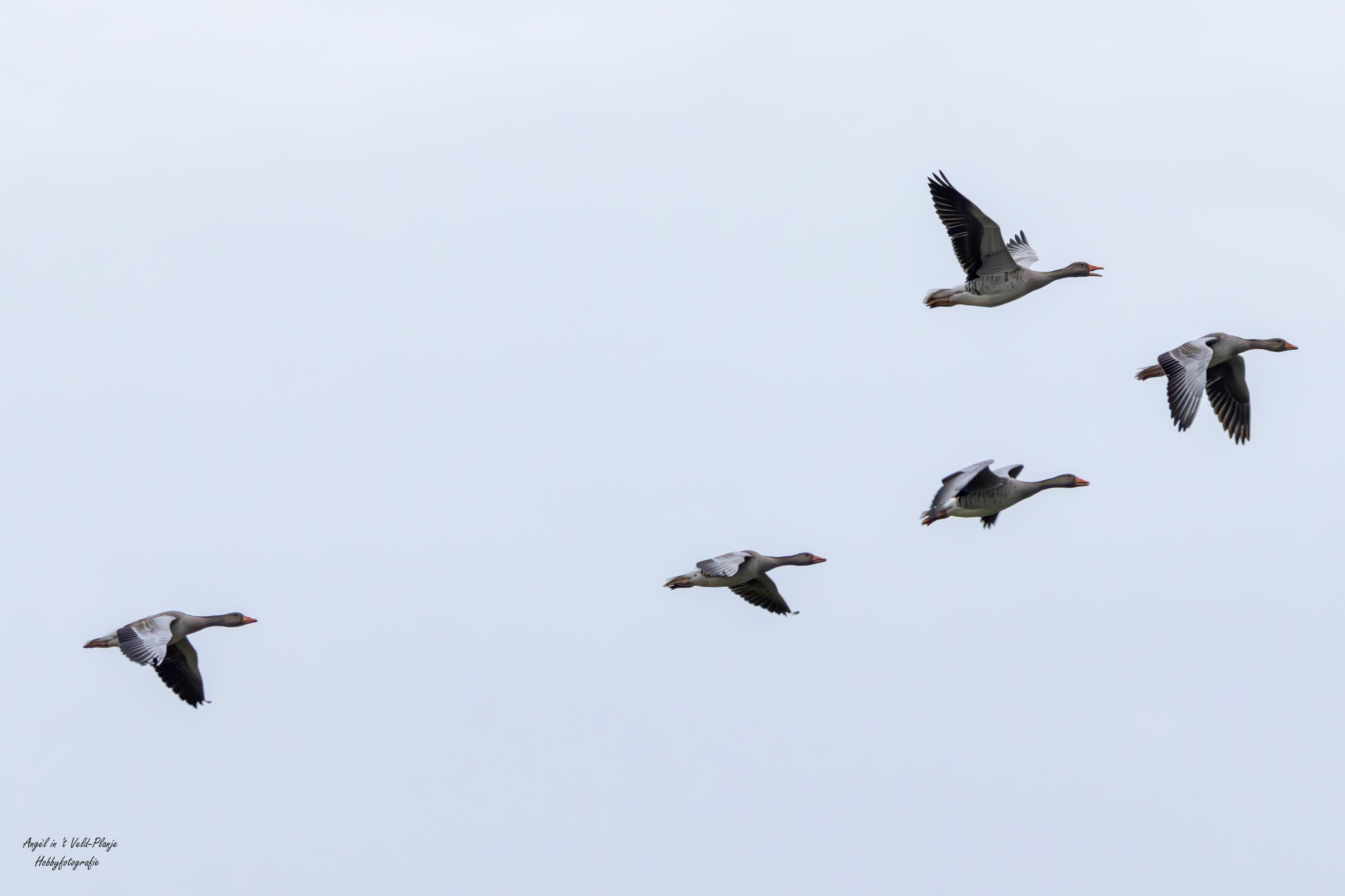 Grauwe gans (Meijendel). Foto van Angel In T Veld.